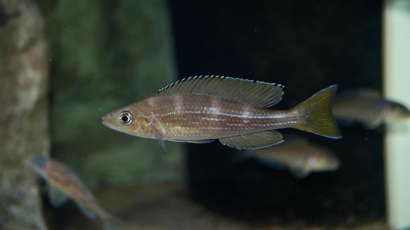Paracyprichromis sp. 'brieni two-stripe' Izinga